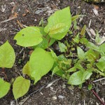 japanese-knotweed03