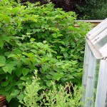 japanese-knotweed04