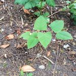 Knotweed4