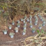 Planting 2