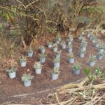 Planting 2