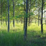 Marston Vale Forest Creation – England 2